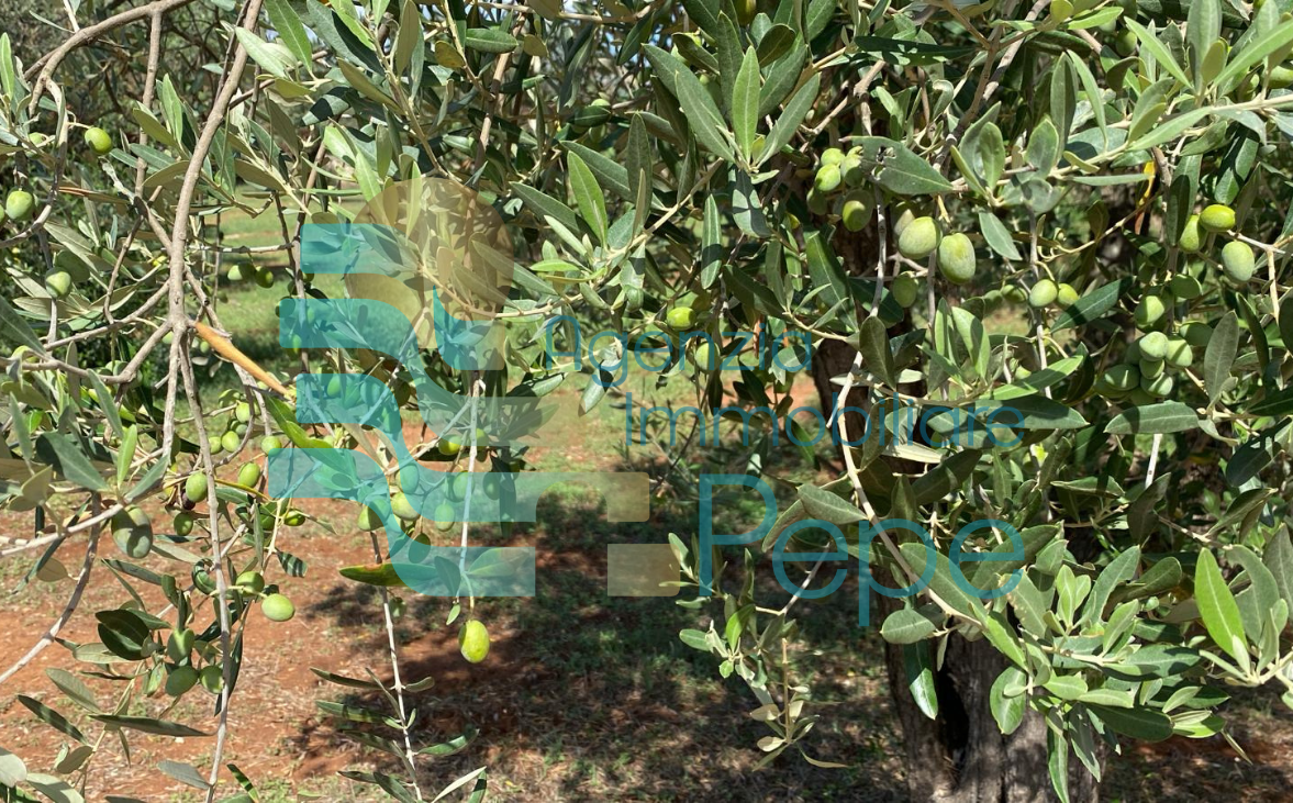 Terreno Agricolo