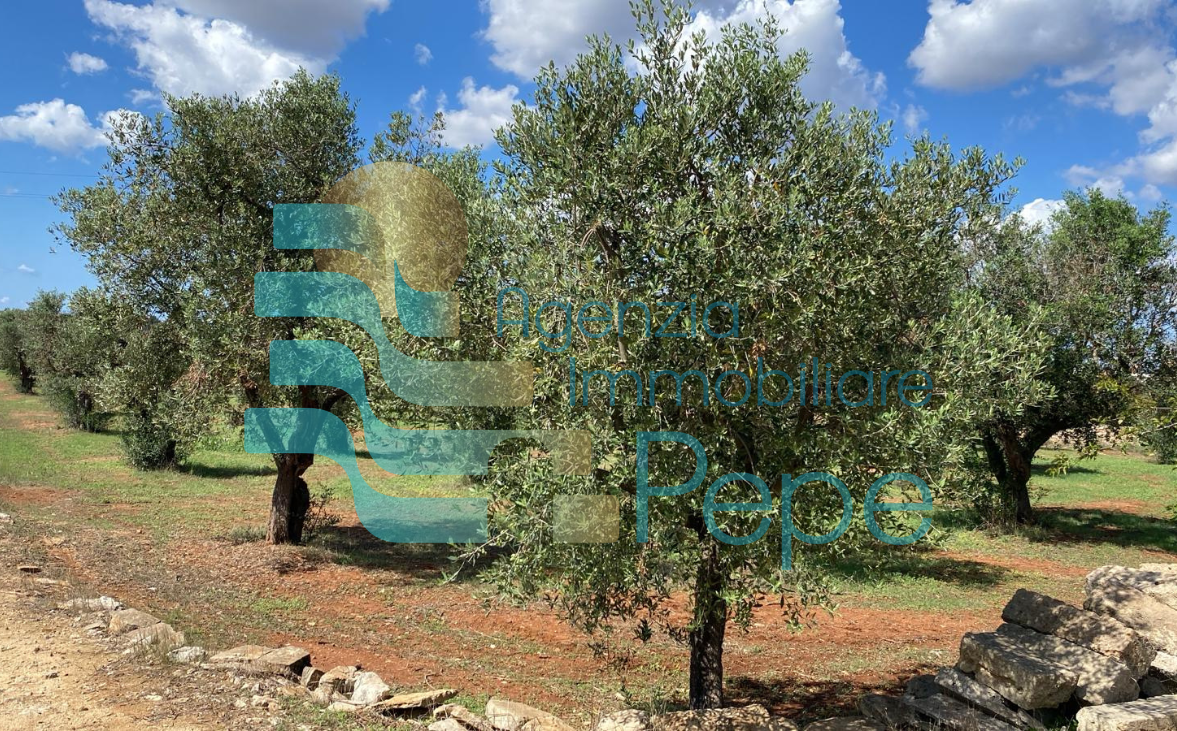 Terreno Agricolo